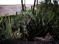 Oasis Park Fuerteventura DekaDeEs  (226)  OASIS PARK Fuerteventura 2016 fot. DeKaDeEs/Kroniki Poznania © ®
